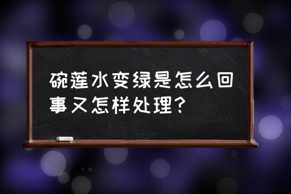 室内碗莲为啥会有青苔 碗莲水变绿是怎么回事又怎样处理? 室内碗莲为啥会有青苔 碗莲水变绿是怎么回事又怎样处理?